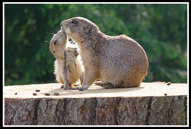 animals at York Animal Zoo kissing /